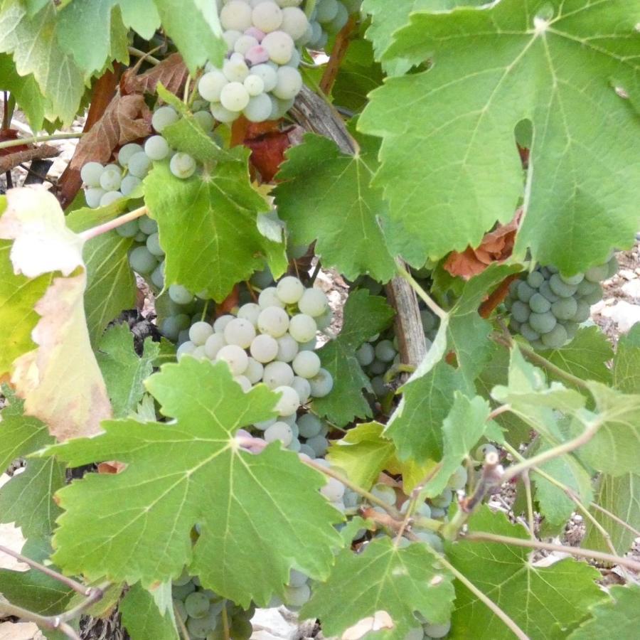 Holiday home Des Vignes