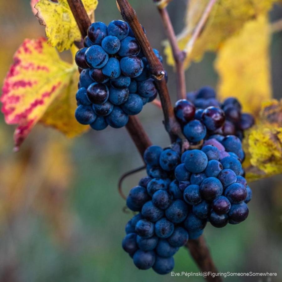 Holiday home Des Vignes Verdigny